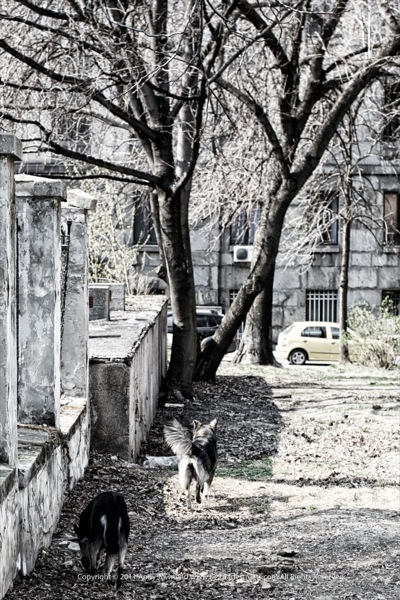 DSC 4272 2661  2012 03 24 at 13 42 32  Version 2